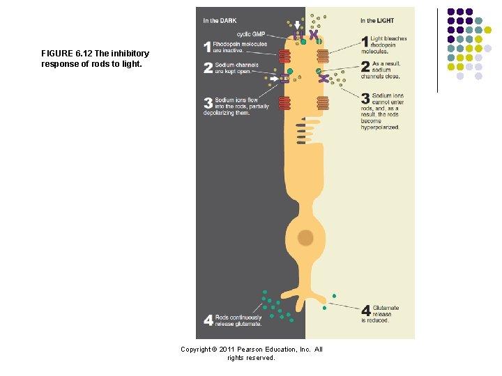 FIGURE 6. 12 The inhibitory response of rods to light. Copyright © 2011 Pearson
