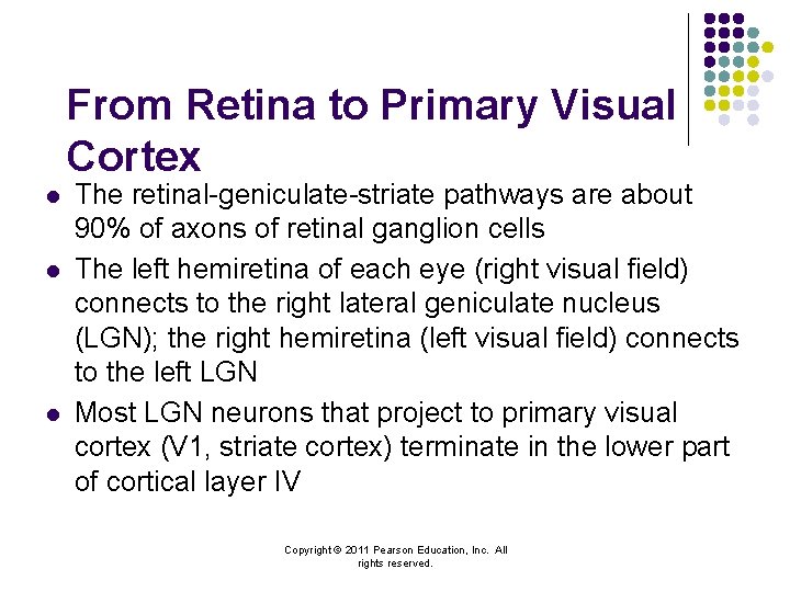From Retina to Primary Visual Cortex l l l The retinal-geniculate-striate pathways are about