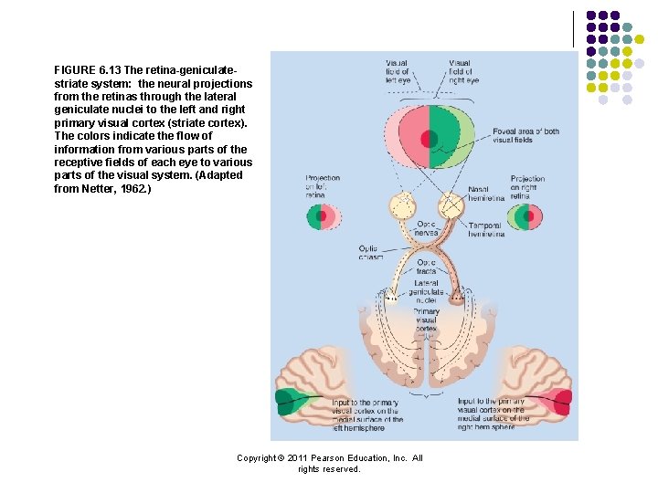 FIGURE 6. 13 The retina-geniculatestriate system: the neural projections from the retinas through the