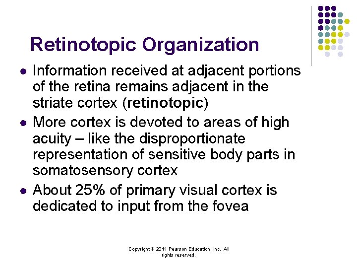 Retinotopic Organization l l l Information received at adjacent portions of the retina remains