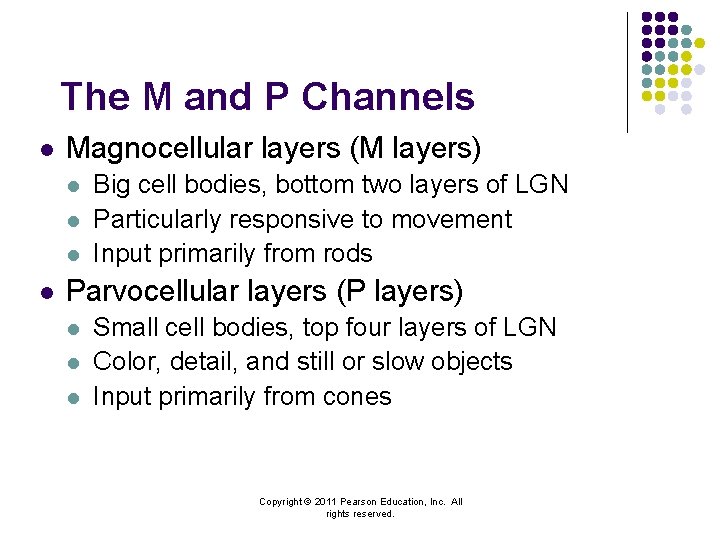 The M and P Channels l Magnocellular layers (M layers) l l Big cell