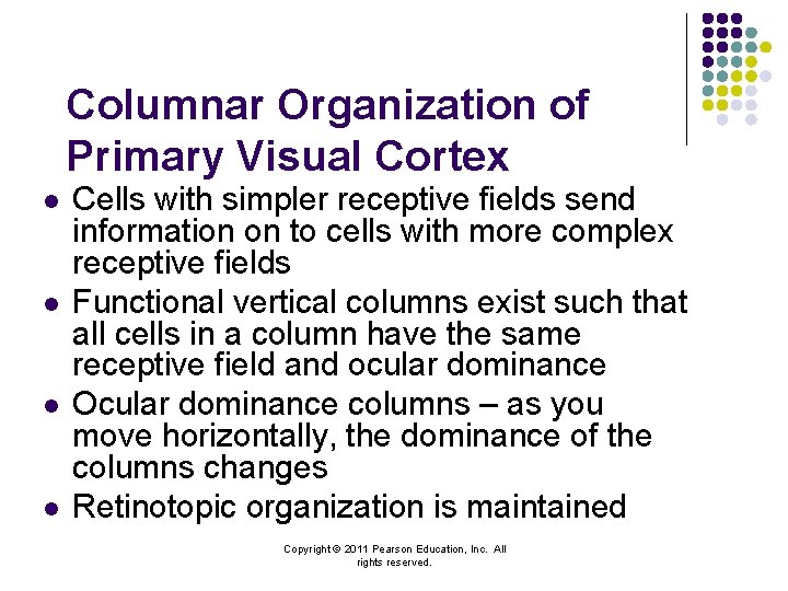 Columnar Organization of Primary Visual Cortex l l Cells with simpler receptive fields send