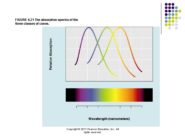FIGURE 6. 21 The absorption spectra of the three classes of cones. Copyright ©