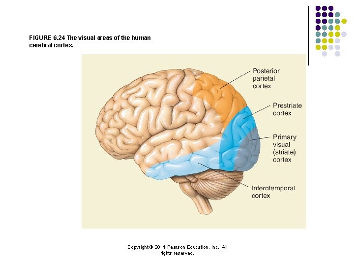 FIGURE 6. 24 The visual areas of the human cerebral cortex. Copyright © 2011