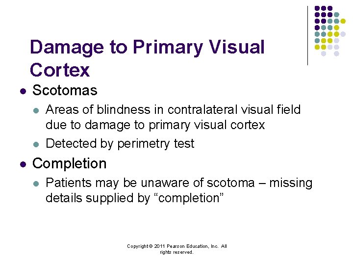Damage to Primary Visual Cortex l Scotomas l l l Areas of blindness in