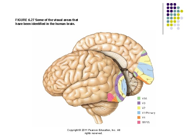 FIGURE 6. 27 Some of the visual areas that have been identified in the