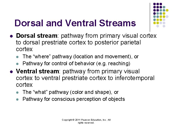 Dorsal and Ventral Streams l Dorsal stream: pathway from primary visual cortex to dorsal