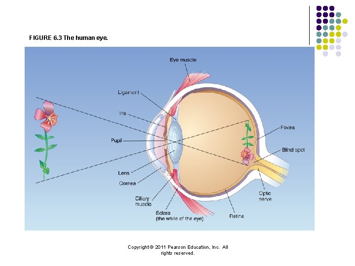 FIGURE 6. 3 The human eye. Copyright © 2011 Pearson Education, Inc. All rights