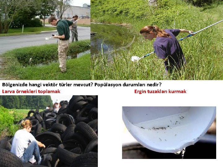 Bölgenizde hangi vektör türler mevcut? Popülasyon durumları nedir? Larva örnekleri toplamak Ergin tuzakları kurmak