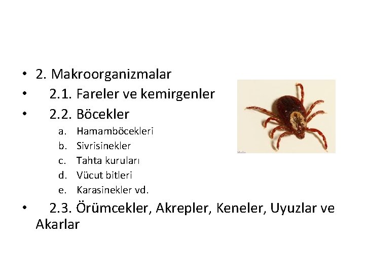  • 2. Makroorganizmalar • 2. 1. Fareler ve kemirgenler • 2. 2. Böcekler