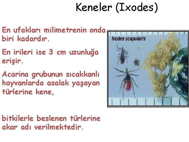 Keneler (Ixodes) En ufakları milimetrenin onda biri kadardır. En irileri ise 3 cm uzunluğa