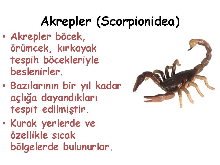 Akrepler (Scorpionidea) • Akrepler böcek, örümcek, kırkayak tespih böcekleriyle beslenirler. • Bazılarının bir yıl