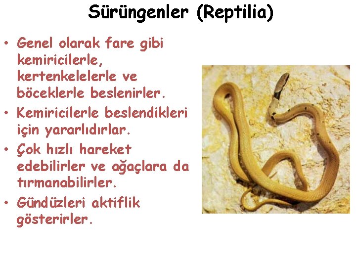 Sürüngenler (Reptilia) • Genel olarak fare gibi kemiricilerle, kertenkelelerle ve böceklerle beslenirler. • Kemiricilerle