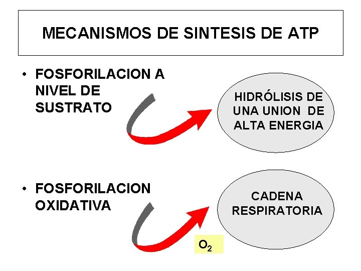 MECANISMOS DE SINTESIS DE ATP • FOSFORILACION A NIVEL DE SUSTRATO HIDRÓLISIS DE UNA