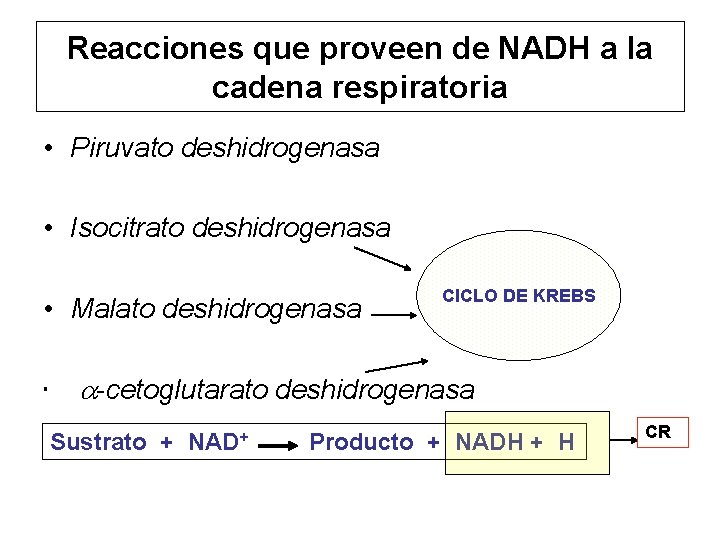 Reacciones que proveen de NADH a la cadena respiratoria • Piruvato deshidrogenasa • Isocitrato