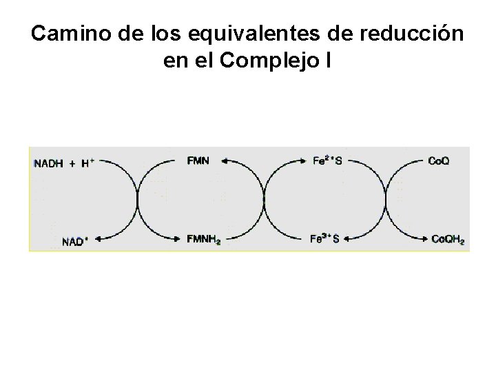 Camino de los equivalentes de reducción en el Complejo I 