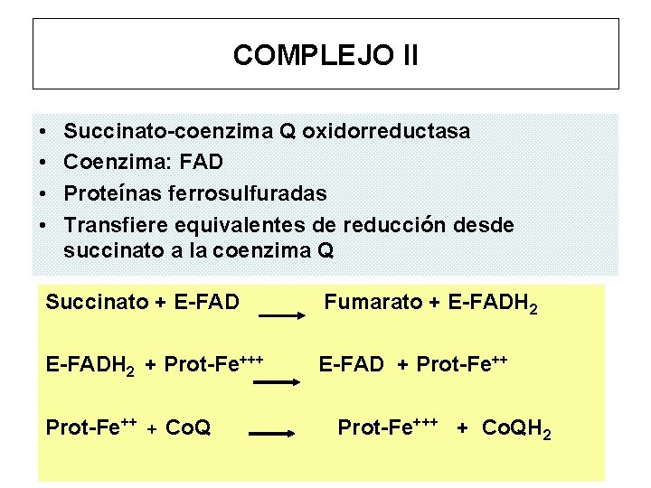 COMPLEJO II • • Succinato-coenzima Q oxidorreductasa Coenzima: FAD Proteínas ferrosulfuradas Transfiere equivalentes de