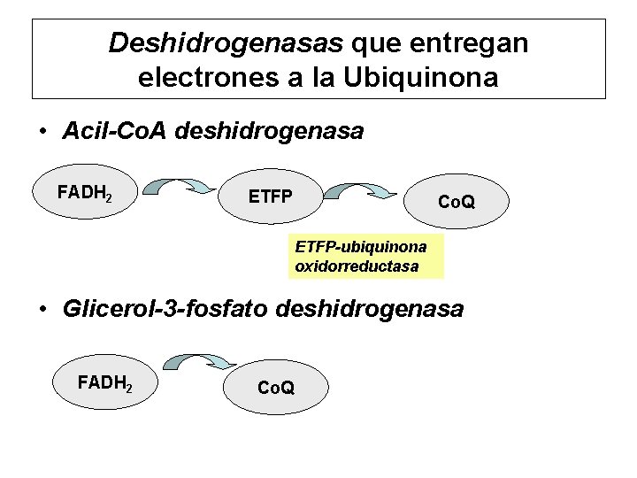 Deshidrogenasas que entregan electrones a la Ubiquinona • Acil-Co. A deshidrogenasa FADH 2 ETFP
