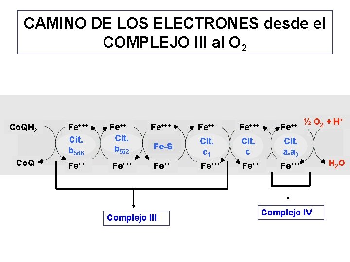 CAMINO DE LOS ELECTRONES desde el COMPLEJO III al O 2 Co. QH 2