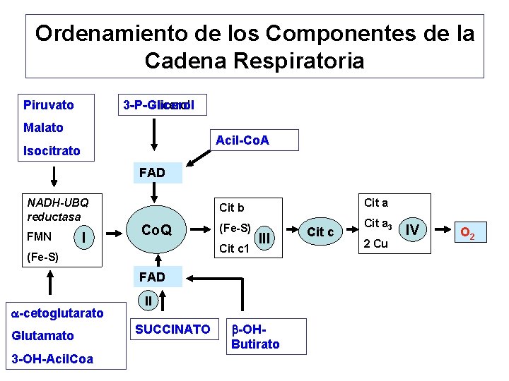 Ordenamiento de los Componentes de la Cadena Respiratoria Piruvato 3 -P-Glicerol Malato Acil-Co. A