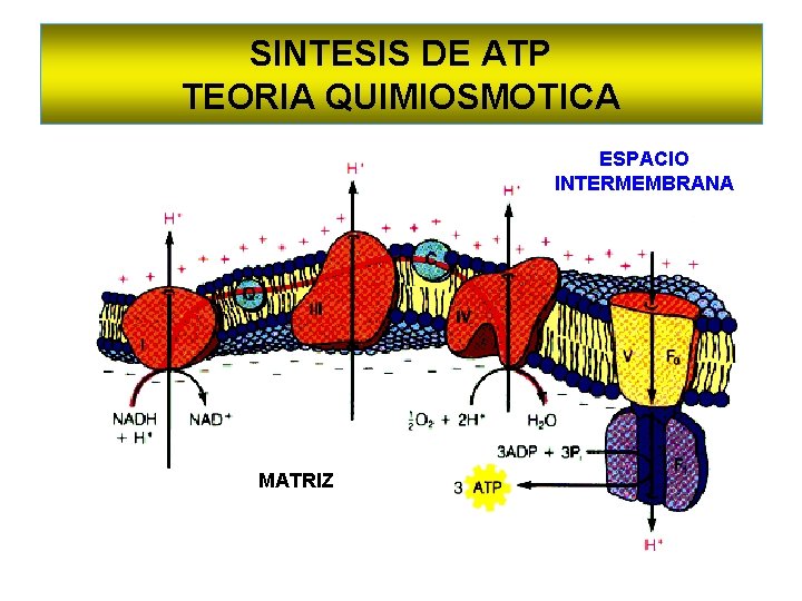 SINTESIS DE ATP TEORIA QUIMIOSMOTICA ESPACIO INTERMEMBRANA MATRIZ 