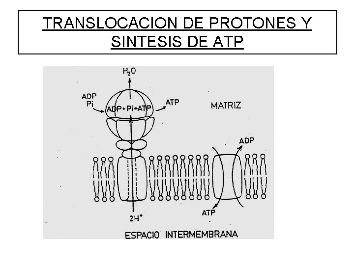 TRANSLOCACION DE PROTONES Y SINTESIS DE ATP 