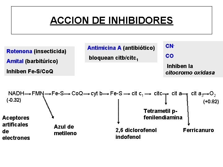 ACCION DE INHIBIDORES Rotenona (insecticida) Amital (barbitúrico) Antimicina A (antibiótico) CN- bloquean citb/citc 1