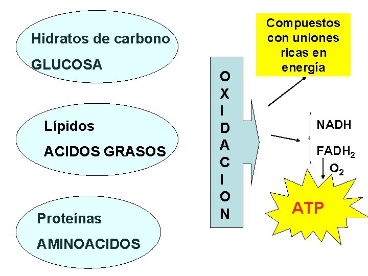 Hidratos de carbono GLUCOSA Lípidos ACIDOS GRASOS Proteínas AMINOACIDOS O X I D A