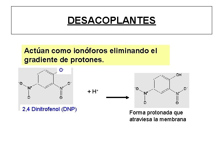 DESACOPLANTES Actúan como ionóforos eliminando el gradiente de protones. O- + H+ 2, 4