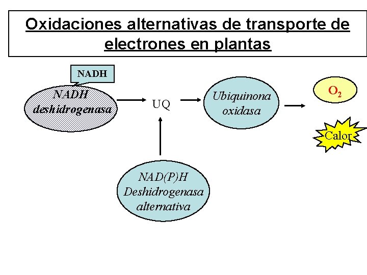 Oxidaciones alternativas de transporte de electrones en plantas NADH deshidrogenasa UQ Ubiquinona oxidasa O