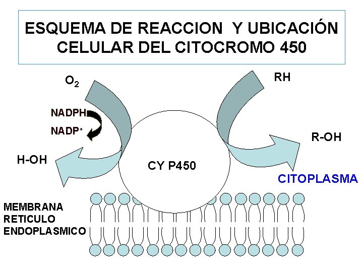 ESQUEMA DE REACCION Y UBICACIÓN CELULAR DEL CITOCROMO 450 RH O 2 NADPH NADP+