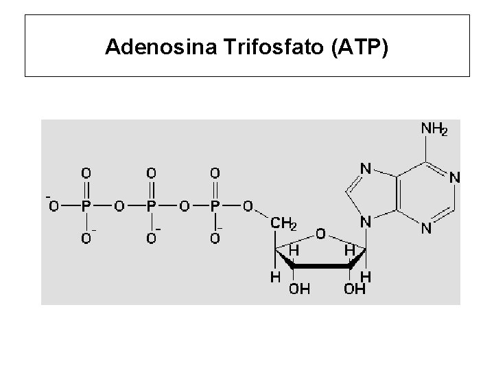 Adenosina Trifosfato (ATP) 