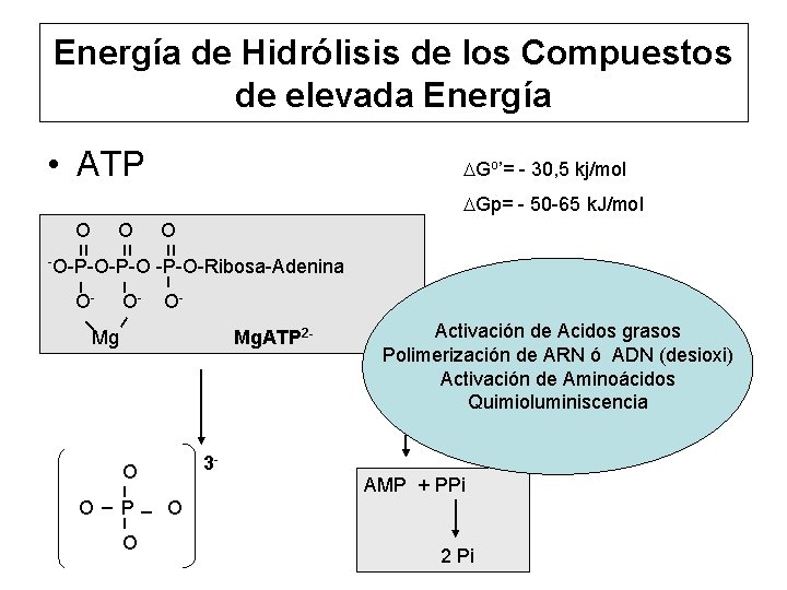 Energía de Hidrólisis de los Compuestos de elevada Energía • ATP DGo’= - 30,