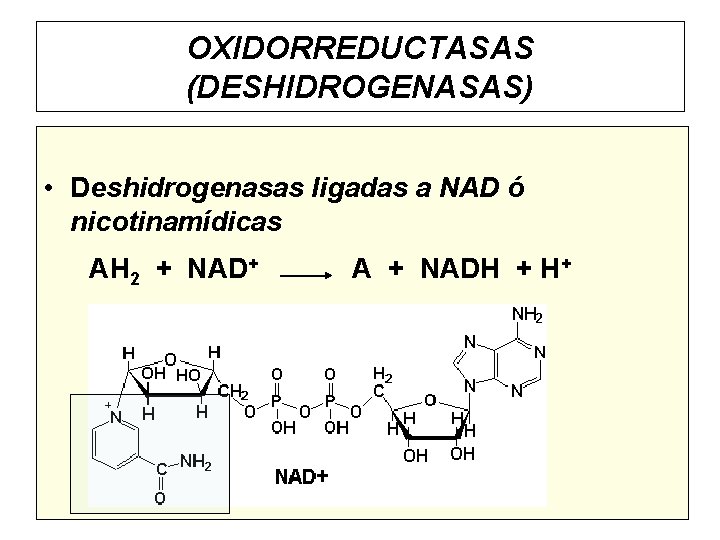 OXIDORREDUCTASAS (DESHIDROGENASAS) • Deshidrogenasas ligadas a NAD ó nicotinamídicas AH 2 + NAD+ A