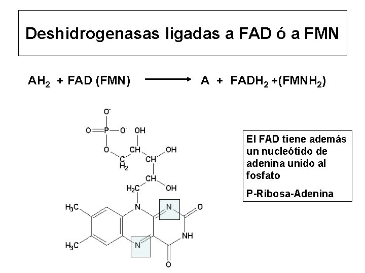 Deshidrogenasas ligadas a FAD ó a FMN AH 2 + FAD (FMN) A +