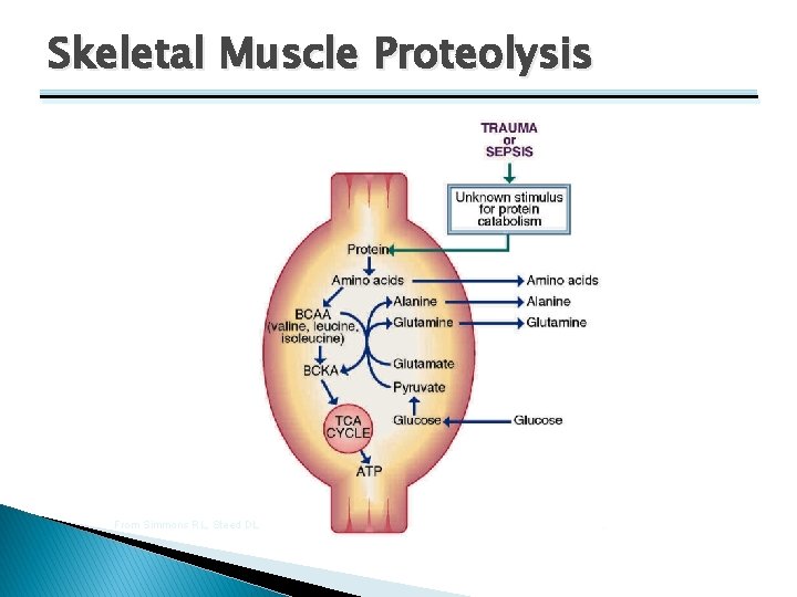 Skeletal Muscle Proteolysis From Simmons RL, Steed DL: Basic science review for surgeons, Philadelphia,