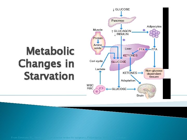 Metabolic Changes in Starvation From Simmons RL, Steed DL: Basic science review for surgeons,