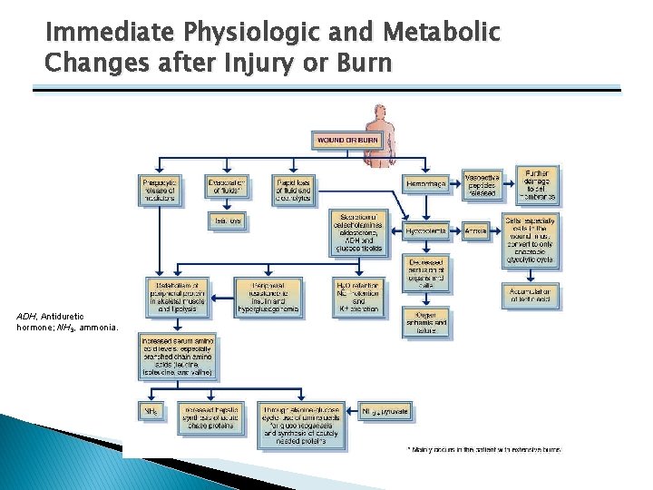 Immediate Physiologic and Metabolic Changes after Injury or Burn ADH, Antiduretic hormone; NH 3,