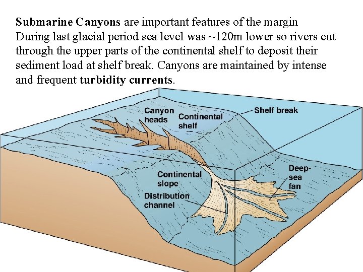 Submarine Canyons are important features of the margin During last glacial period sea level