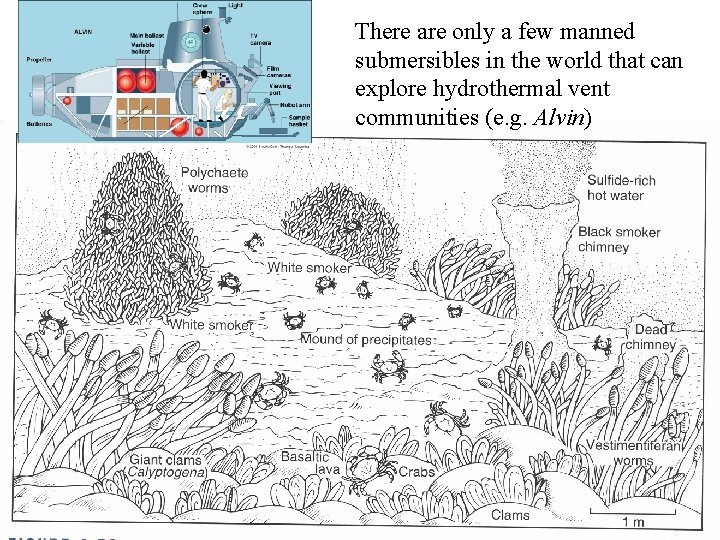 There are only a few manned submersibles in the world that can explore hydrothermal