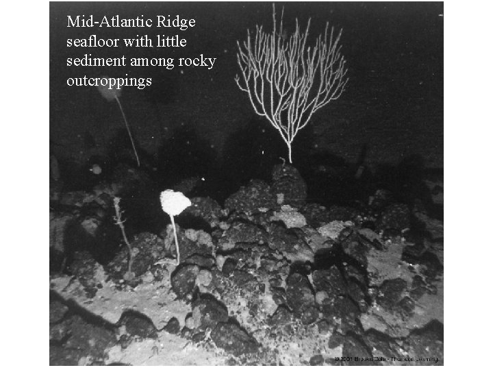 Mid-Atlantic Ridge seafloor with little sediment among rocky outcroppings 