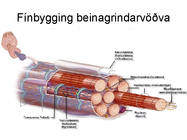 Fínbygging beinagrindarvöðva 