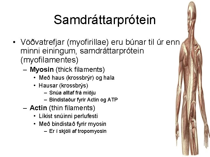 Samdráttarprótein • Vöðvatrefjar (myofirillae) eru búnar til úr enn minni einingum, samdráttarprótein (myofilamentes) –