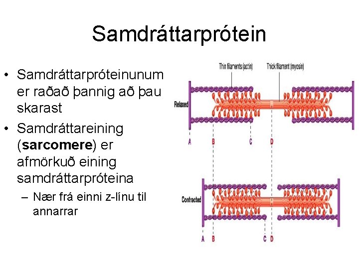 Samdráttarprótein • Samdráttarpróteinunum er raðað þannig að þau skarast • Samdráttareining (sarcomere) er afmörkuð