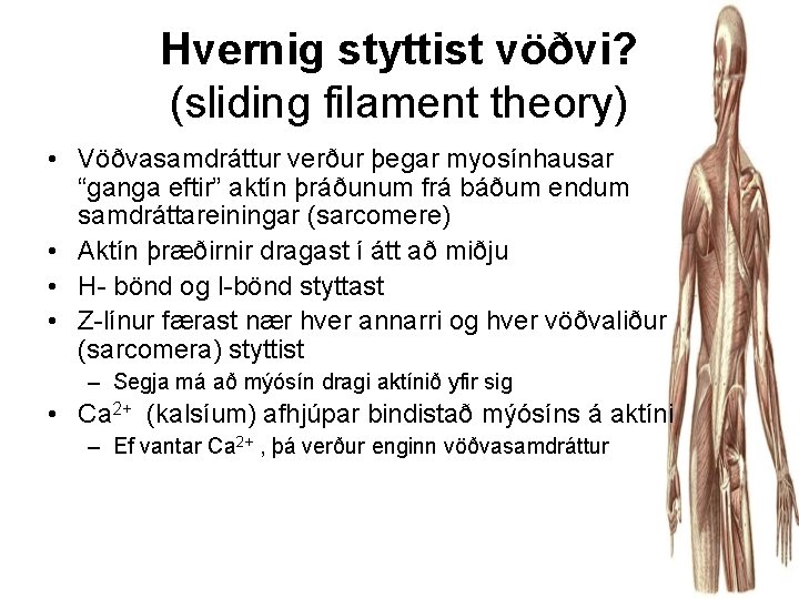 Hvernig styttist vöðvi? (sliding filament theory) • Vöðvasamdráttur verður þegar myosínhausar “ganga eftir” aktín