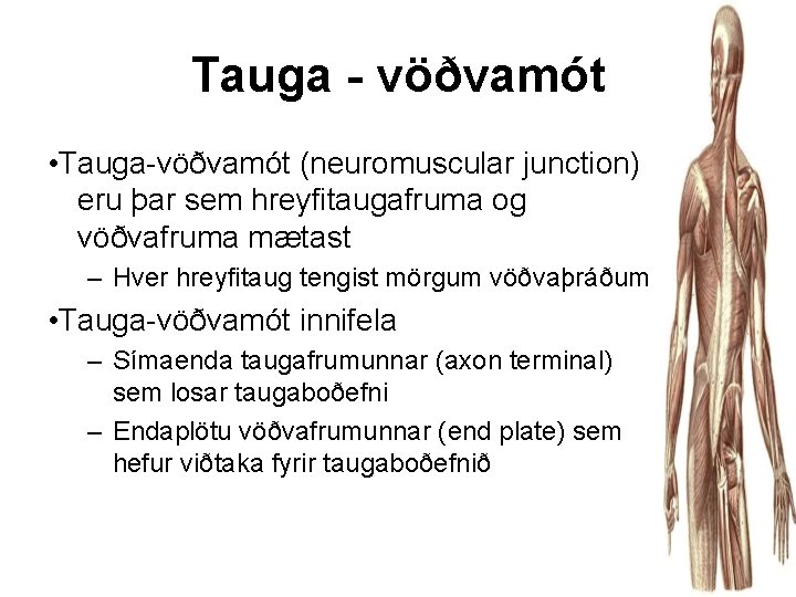 Tauga - vöðvamót • Tauga-vöðvamót (neuromuscular junction) eru þar sem hreyfitaugafruma og vöðvafruma mætast