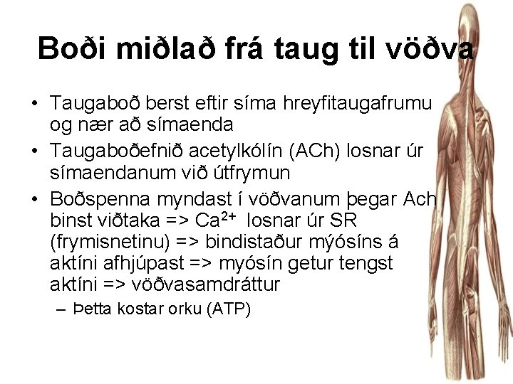 Boði miðlað frá taug til vöðva • Taugaboð berst eftir síma hreyfitaugafrumu og nær