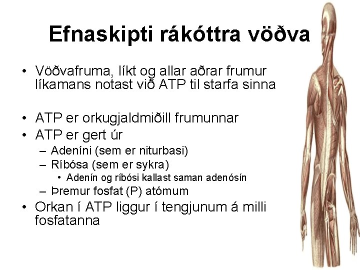 Efnaskipti rákóttra vöðva • Vöðvafruma, líkt og allar aðrar frumur líkamans notast við ATP