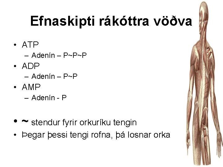 Efnaskipti rákóttra vöðva • ATP – Adenín – P~P~P • ADP – Adenín –