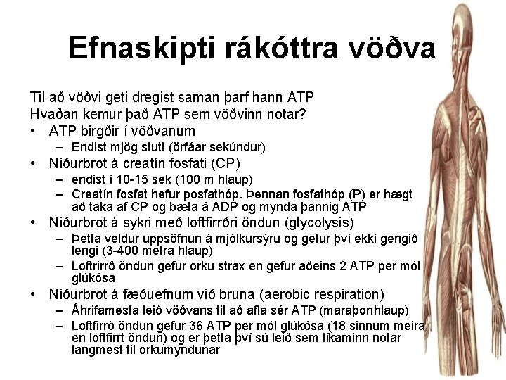 Efnaskipti rákóttra vöðva Til að vöðvi geti dregist saman þarf hann ATP Hvaðan kemur